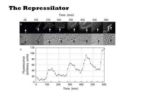 Toggle Switch and Repressilator