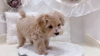 ハーフ犬の動画01