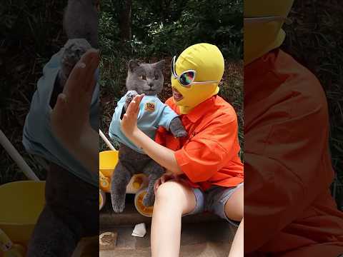 Oh No! Let’s Share The Sweetness With Ants! 🍭🐜❤️ #catvideos #catmemes #trending