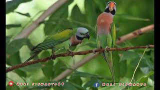 Download lagu Suara pikat burung Betet jernih & ampuh mp3 Download lagu Suara pikat burung Betet jernih & ampuh mp3