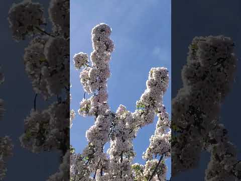 Aarvee Exploring The Nature #shorts #nature #garden #gardening #flowers #plants #ytshorts