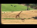 San Diego Safari Zoo Africa Tram 4K