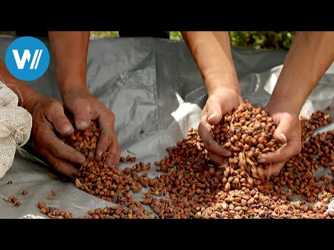 The cedar nut, the queen of Siberia (360° - GEO Reportage)