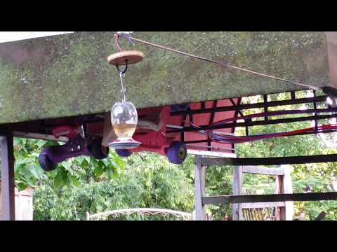 Ruby or orange throat hummingbird