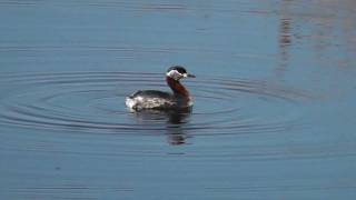 preview picture of video 'Roodhalsfuut, Red-necked Grebe, Diependal'
