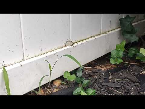 Ants Marching All Over the Fence in Freehold, NJ