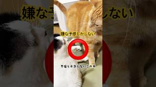 it's a cat.猫です！想像通りになるとは限らない。#cat #animals #battle #cute #kitten #茶トラ#多頭飼い #ねこのいる生活 #猫のいる暮らし