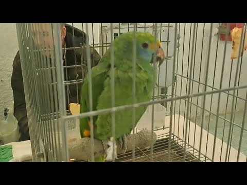 Agrokomplex Nitra Slovakia animal fair 22.1.2023