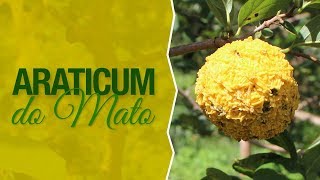 Miniatura do vídeo