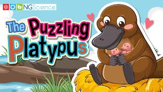 The Puzzling Platypus