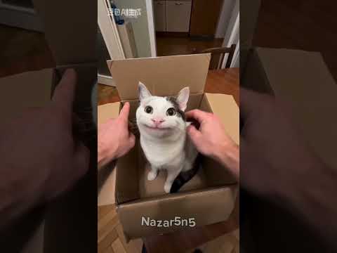 Cat😺📦🫡 #shorts #shortvideo #cat #youtubeshorts #ytshorts #youtube #ai #cute #cutecat #cutecats #yes