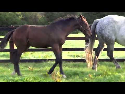 Colt foal by Spirit House