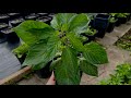 Finally My Naga Chilli |Naga Morich |Hot peppers Plants Moved  To Outdoors -Ajc Cooks
