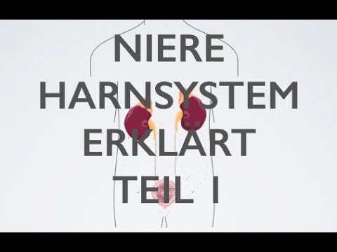 Niere Harn-System Teil 1 | Medizin Grundlagen