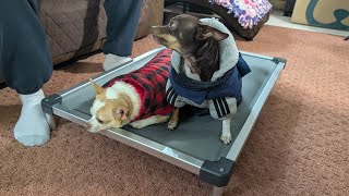 FXW Elevated Dog Bed Review 