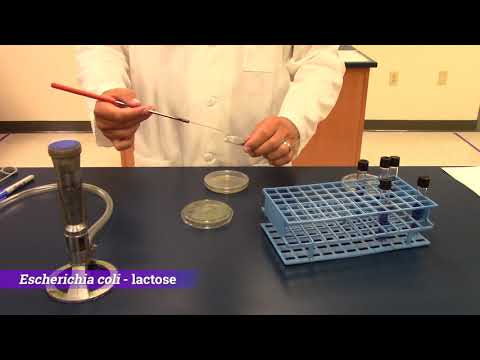Demo: Biochemical Tests - Carbohydrate Fermentation Test