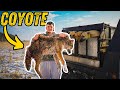 Our Dogs TOOK ON 5 Coyotes Coyote Hunting With Greyhounds