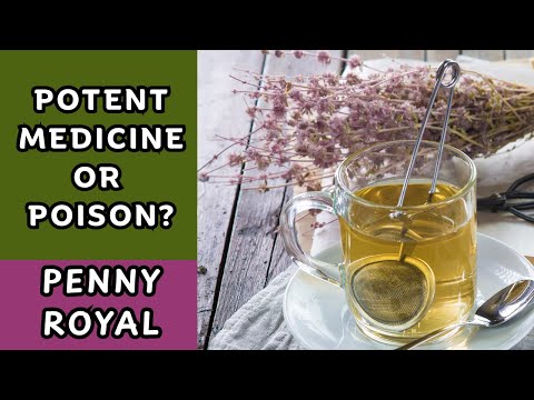 Pennyroyal (Mentha pulegium) - Risks & Medicinal Uses Explained / Earth's Medicine