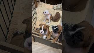 Choosing my boxer puppy !!