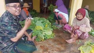 Download lagu Mr HF with Madura Tobacco Farmers | Happiness When Harvest Succeeded mp3