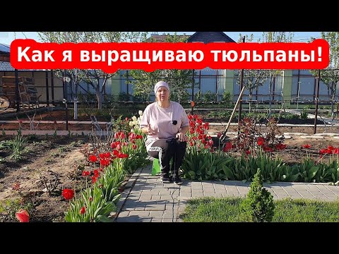 Тюльпаны весной. Как сажать, обрезать и выращивать тюльпаны