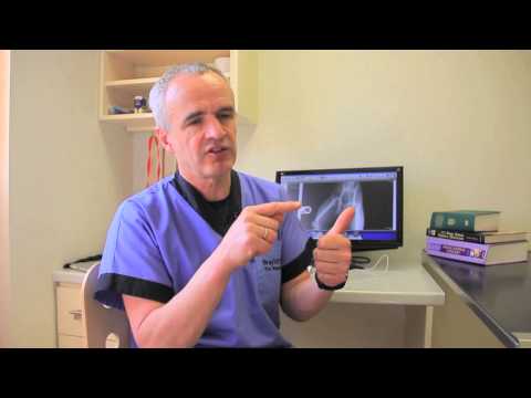 How Chocolate Affects Dogs