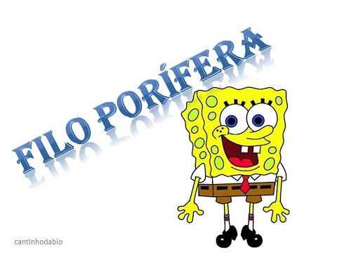 Cantinho da Bio _ FILO PORÍFERA _ Ensino Médio