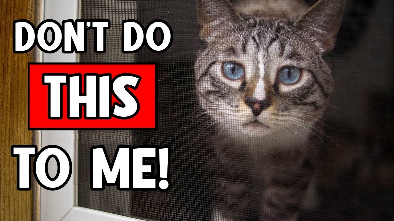 Never Do THIS When You Leave Your Cat Alone 🔥