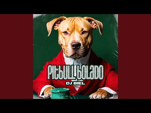 Pitbull Bolado