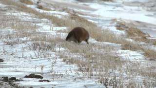 preview picture of video 'Why did the Muskrat cross the road?  - Muskrat near Edenwold, Saskatchewan Jan 14, 2015'