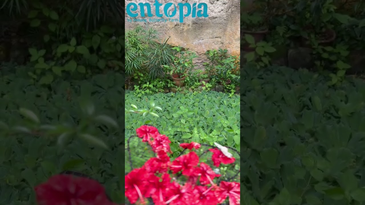 YouTube Short thumbnail