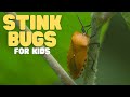 Stink Bugs For Kids Learn All About These Smelly Insects