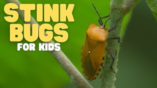 Stink Bugs for Kids | Learn all about these smelly insects