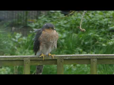 Young Sparrowhawk in Back Garden 1