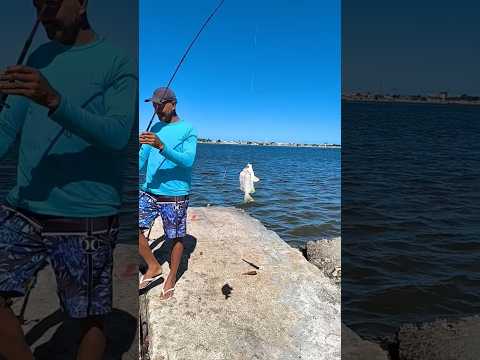 Peixe Sauara no Anzol #pescadepraia #aracaju #pescaria #sergipe