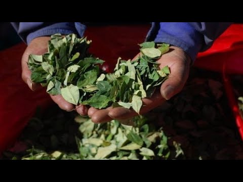 Escasea la hoja de coca y triplica su precio en Tarija