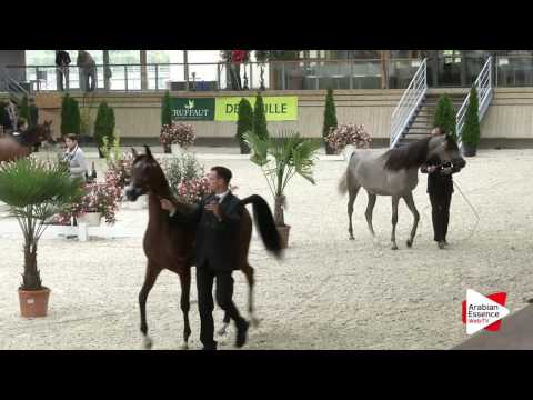 Deauville Arabian Cup 2016 - Class 1A