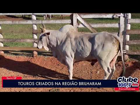 TOUROS DE BARIRI BRILHAM NO MAIOR RODEIO DO BRASIL