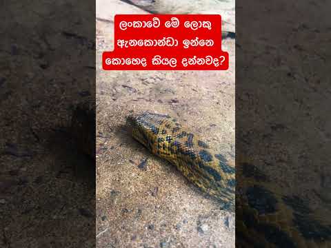 මේ ඇනකොන්ඩා ලංකාවෙ ඉන්නෙ කියල දන්නවද?😲 Anaconda in Sri Lanka❤️#anaconda #anacondas #zoo #srilanka