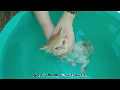 How to give bath to a kitten | First bath Tutorial | more than 4 weeks old Persian kitten
