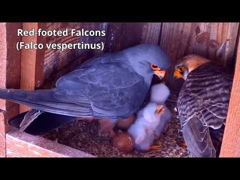 Red-footed Falcons From Eggs To Chicks — Hungary nestbox