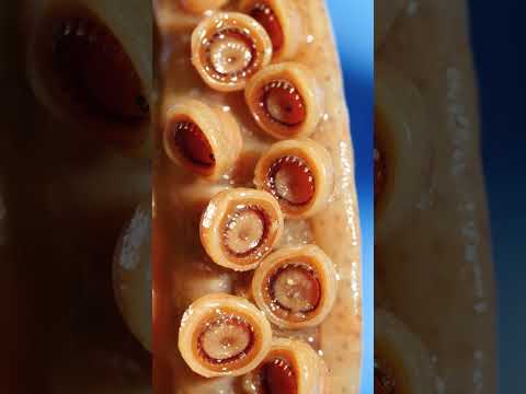 Octopus Suckers vs Squid Suckers