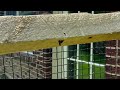 Close Up of Carpenter Bee Boring Into Fence in Farmingdale, NJ