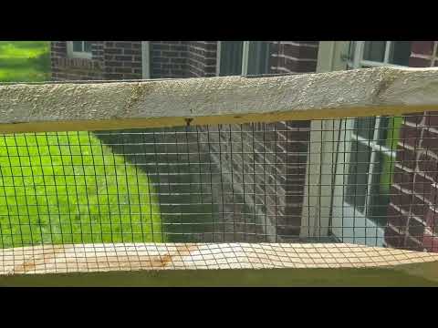 Close Up of Carpenter Bee Boring Into Fence in Farmingdale, NJ