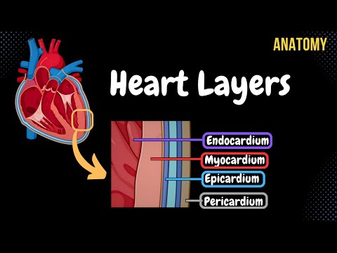 Anatomy of the Heart (Layers, Conducting System & Topography)