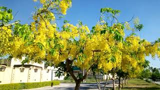 preview picture of video 'Cassia fistula,golden rain tree, canafistula, amaltas.'