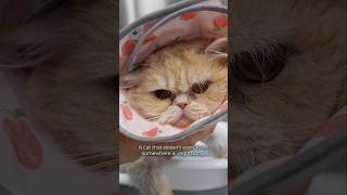 Ear Cleaning Guide for Dogs and Cats: Preventing Infections
