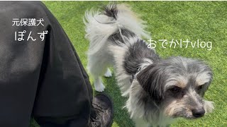 【犬との暮らし】天気がいい日のお出かけ／犬カフェ/ドッグラン