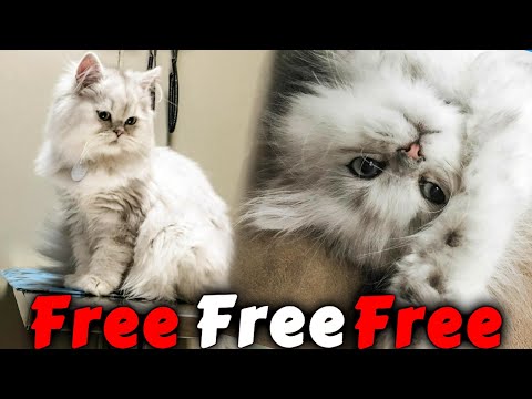 Doll face persian cat for free adoption | Persian cat for free adoption | doll face persian kittens