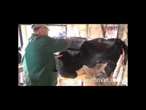 Examination Of Ruminal Juice In Cow, See How Veterinary Doctor Helps